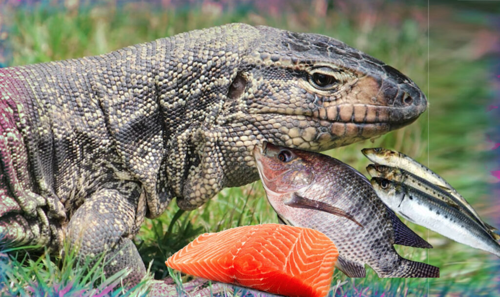Feeding fish to tegu lizards