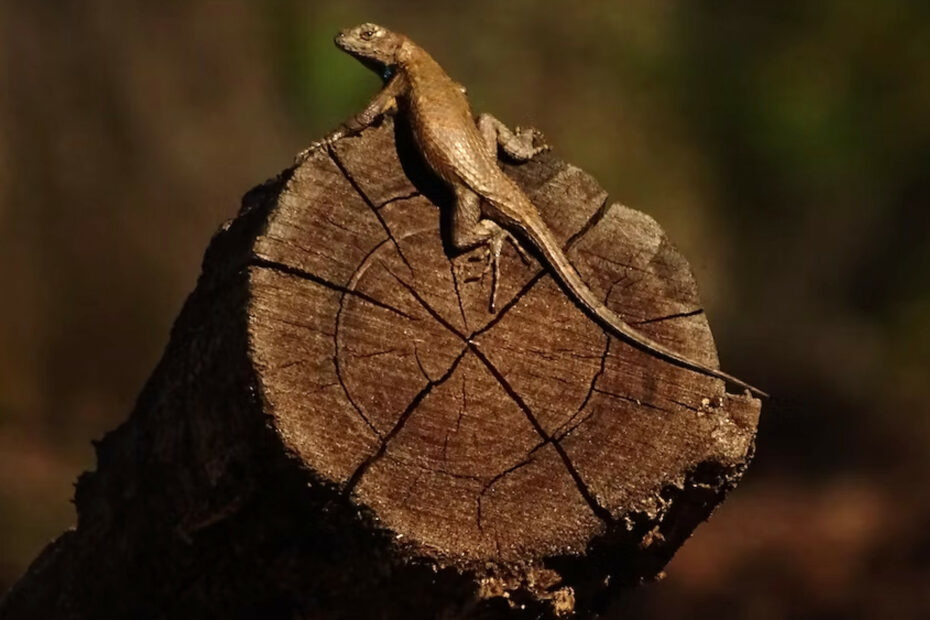 Lizard climbing on a wooden log