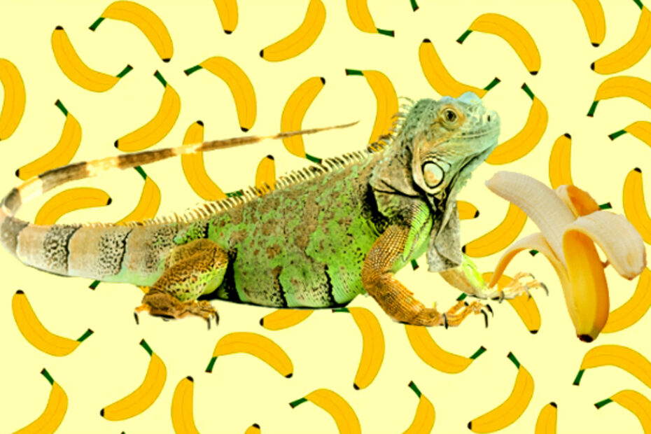 Iguana with banana