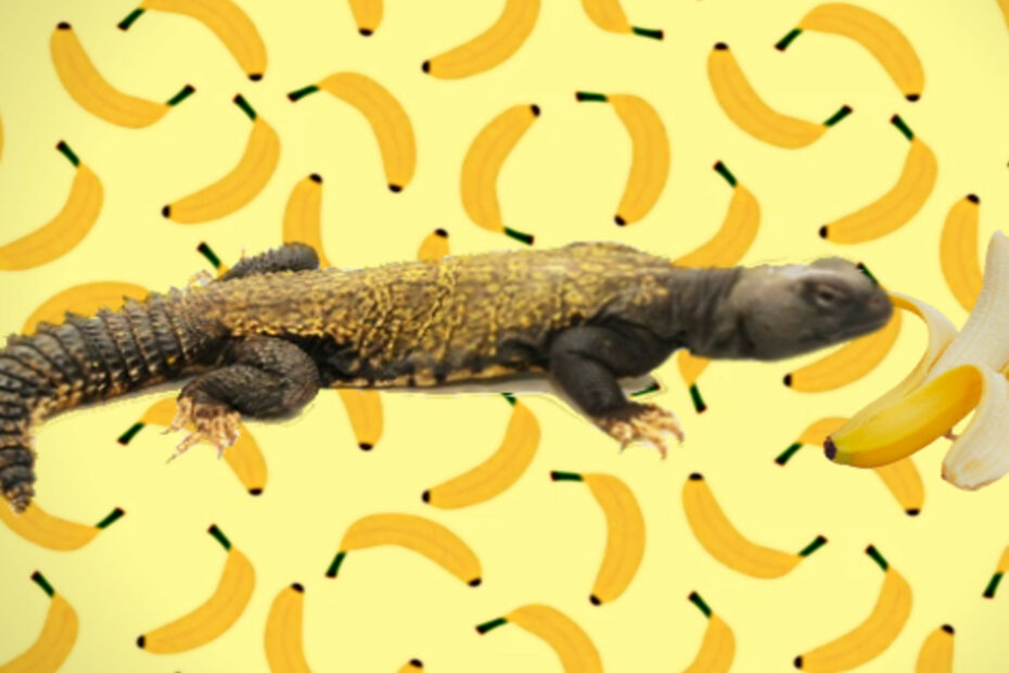 Uromastyx hagedis met banaan