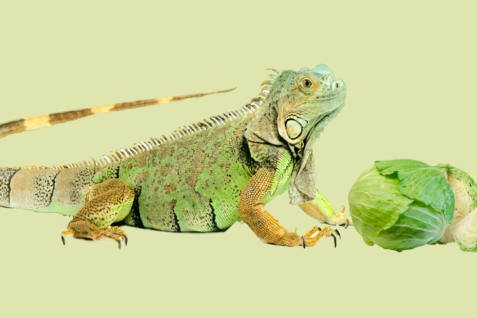 Iguana with cabbage