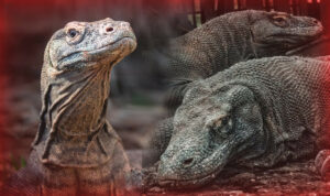 Komodo dragons can eat people, but do not normally prey on humans.