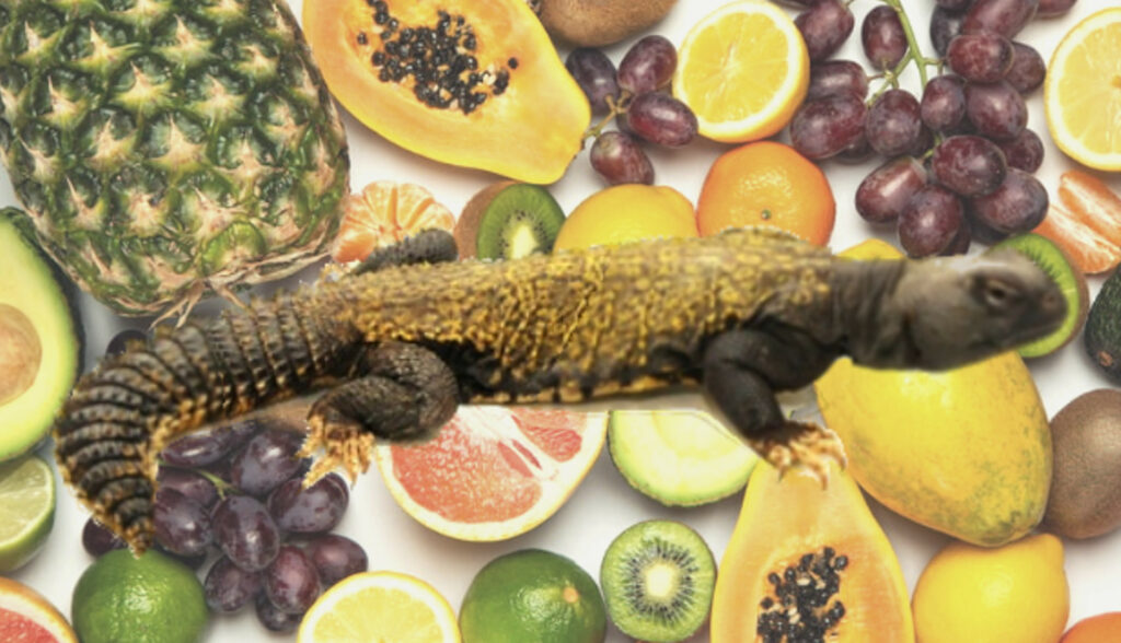 Uromastyx Lizard Diet: fruits