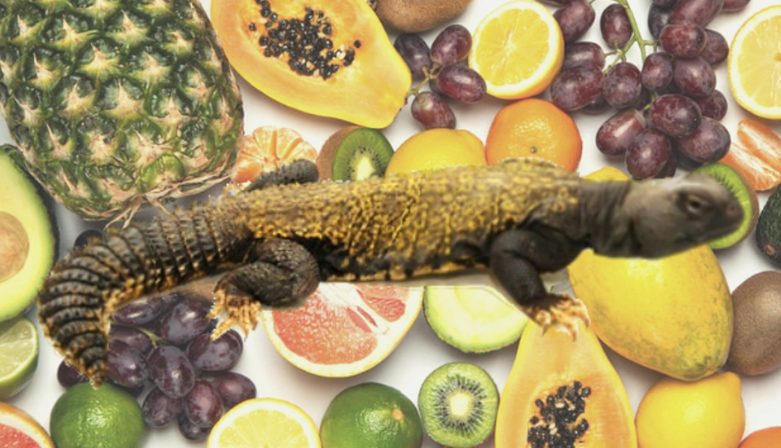 Uromastyx Lizard Diet: fructe