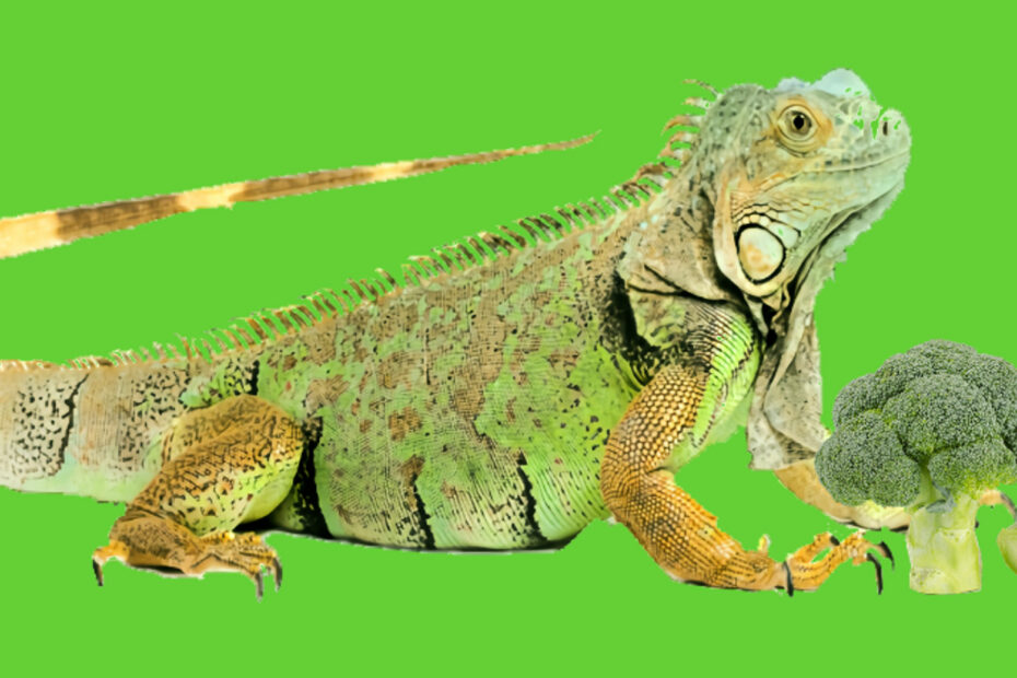 Iguana i brokuły