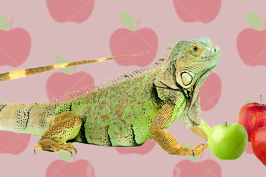 Green iguana and apple fruits