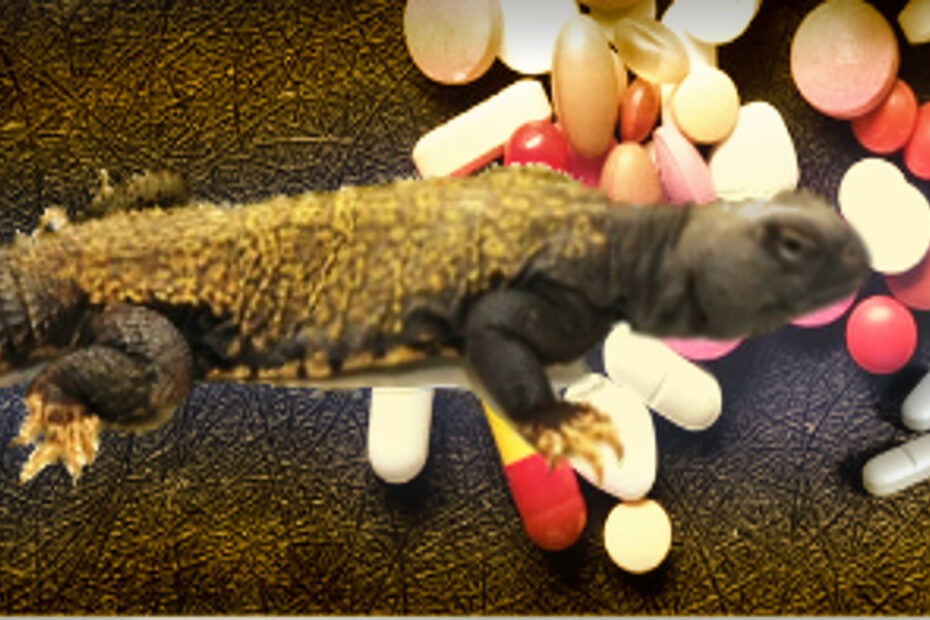 calcium and vitamin supplements for uromastyx lizards