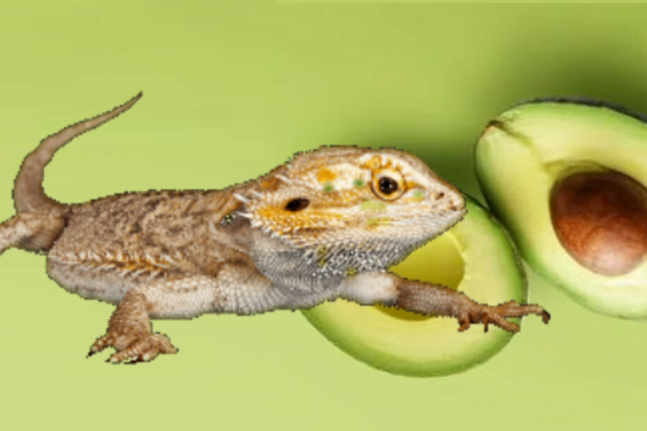 Kan skæggede drager spise avocado?