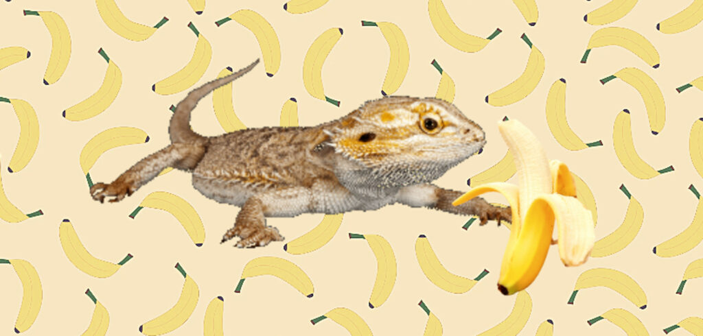 Бородатый дракон ест банан