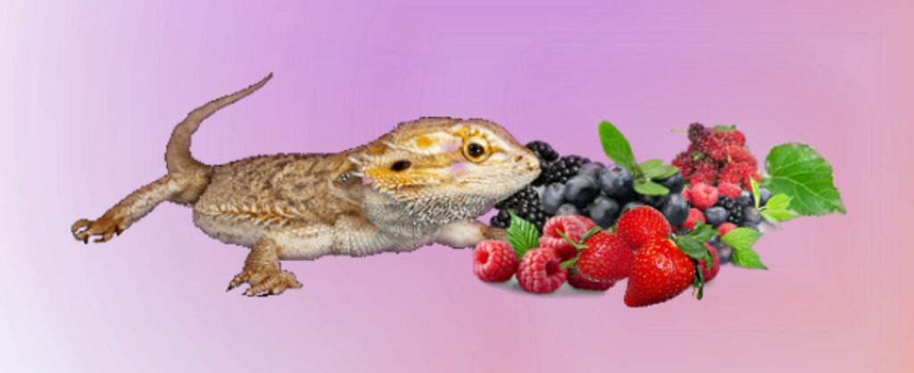 Bearded dragon with strawberries, morbær, brombær, hindbær, and blueberries.