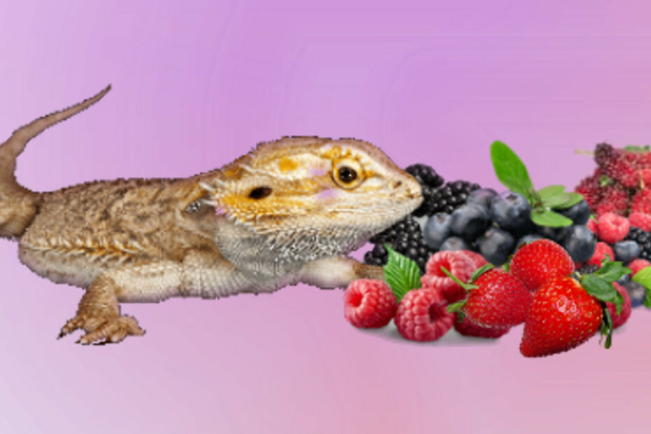 Bearded dragon with strawberries, mulberries, ブラックベリー, ラズベリー, そしてブルーベリー.