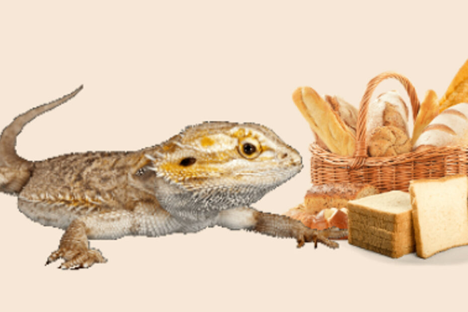 Bearded Dragon and Bread