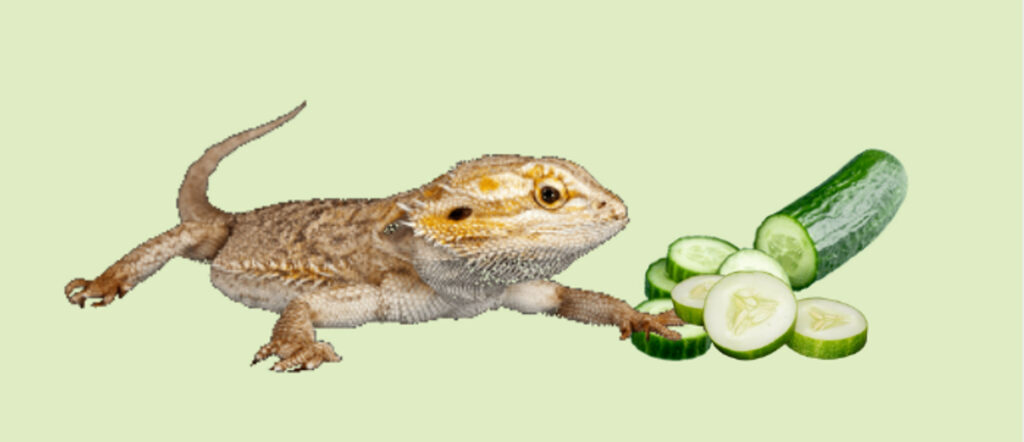 Bearded dragon and Cucumber