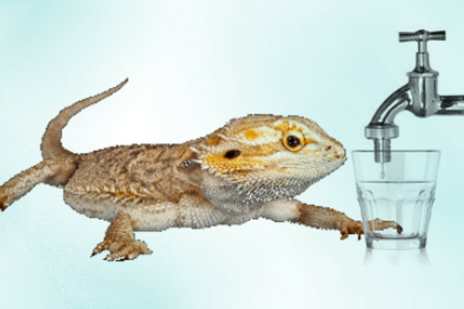Bearded Dragon and Tap Water
