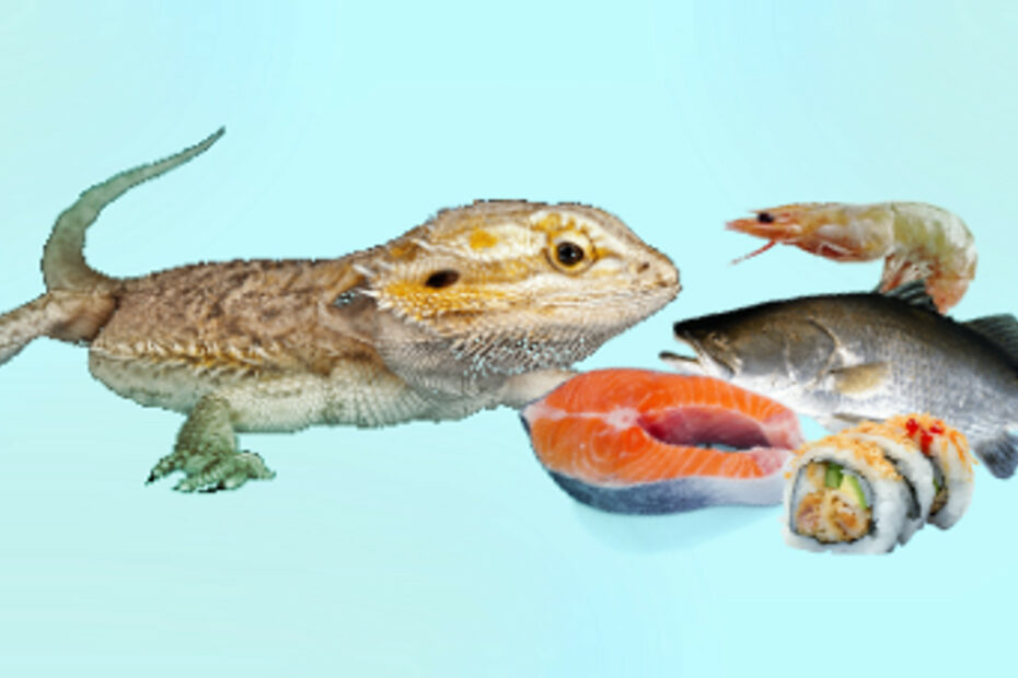 Bearded Dragon and Fish