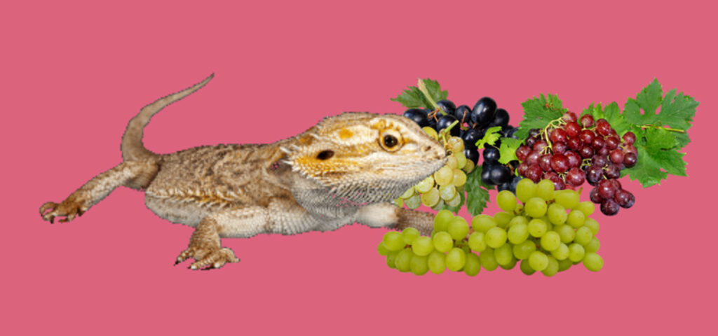 Bearded dragon eating grapes