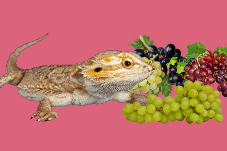 Bearded dragon and grapes