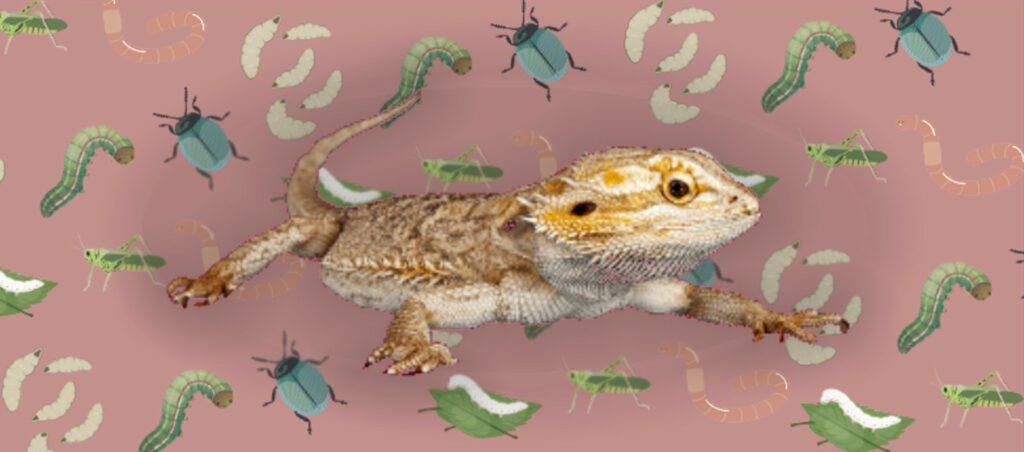 Bearded Dragon and Insects