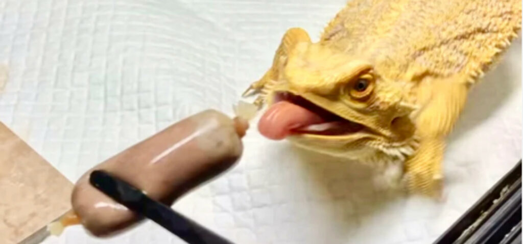 Bearded dragon eating a reptilink. 
