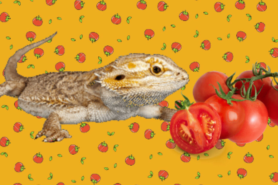 Bearded dragon and tomatoes