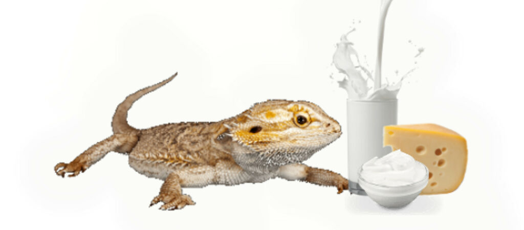 Bearded Dragons with Milk and Dairy
