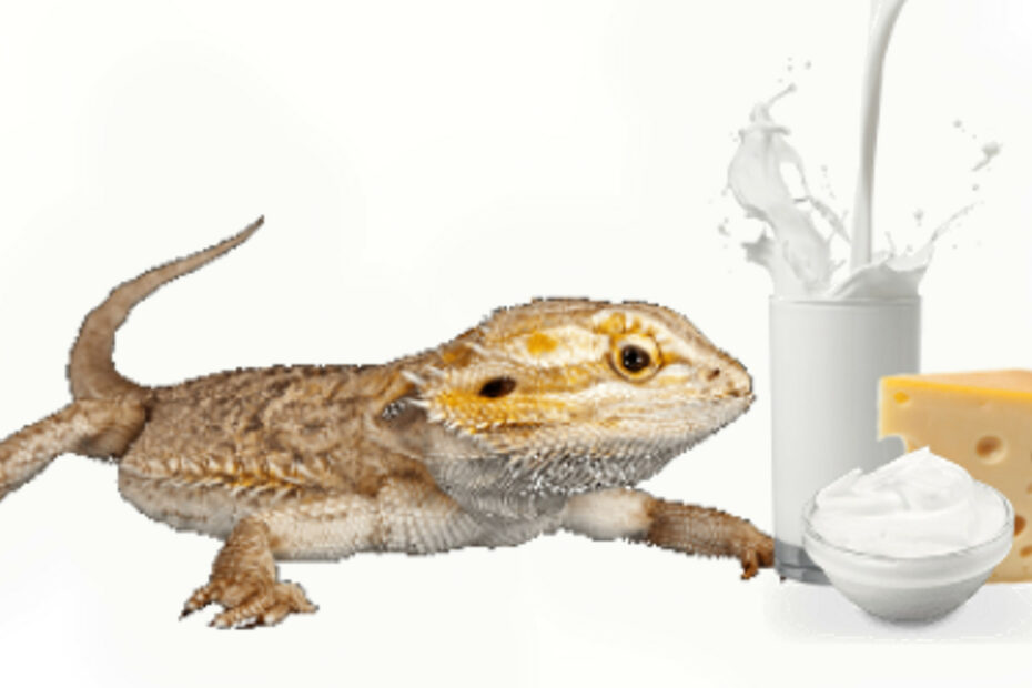 Bearded Dragons with Milk and Dairy