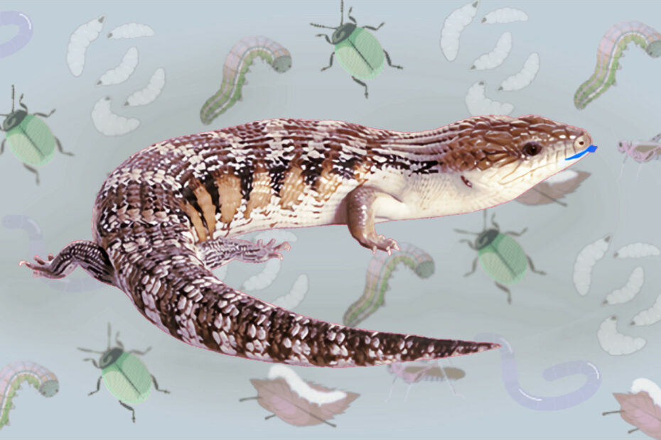 Blue-tongued skink and Insects