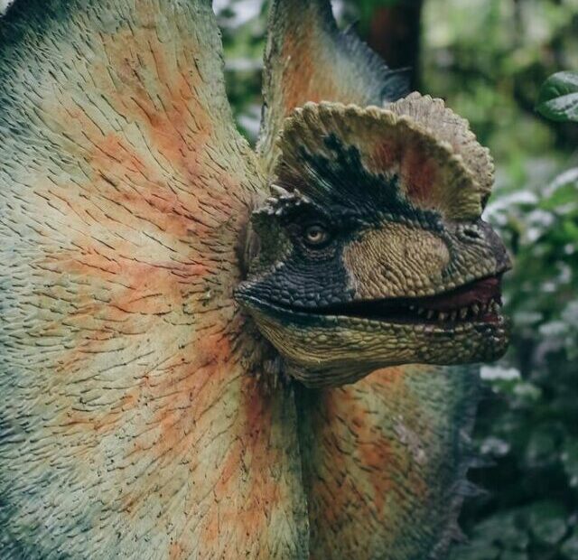 close up of a frilled lizard