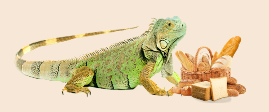 Green Iguana and Bread