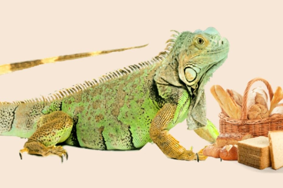 Green Iguana and Bread