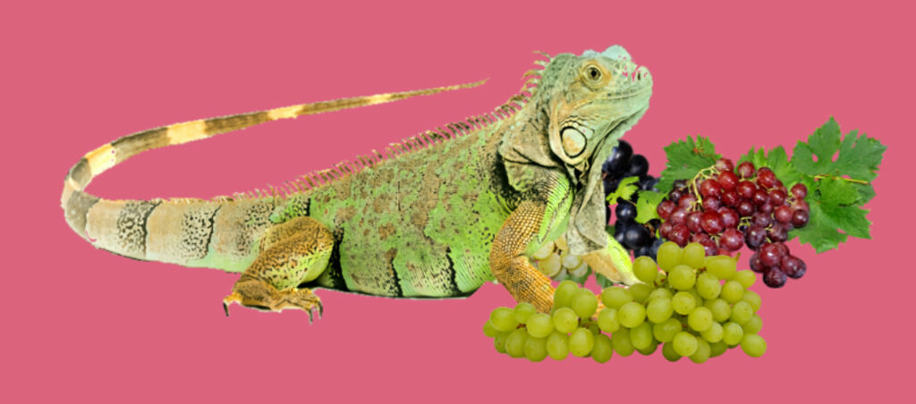 Iguana and Grapes
