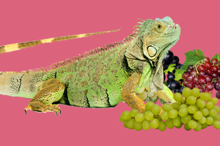 Can Iguanas eat Grapes