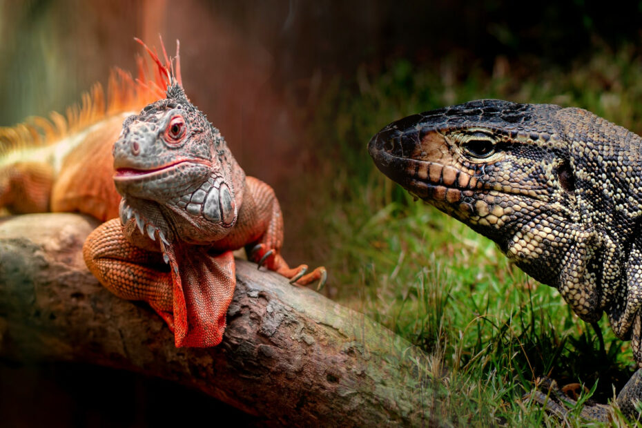 Iguana (lewy) i akt argentyński (prawo)