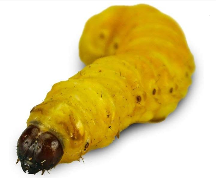 Butterworm