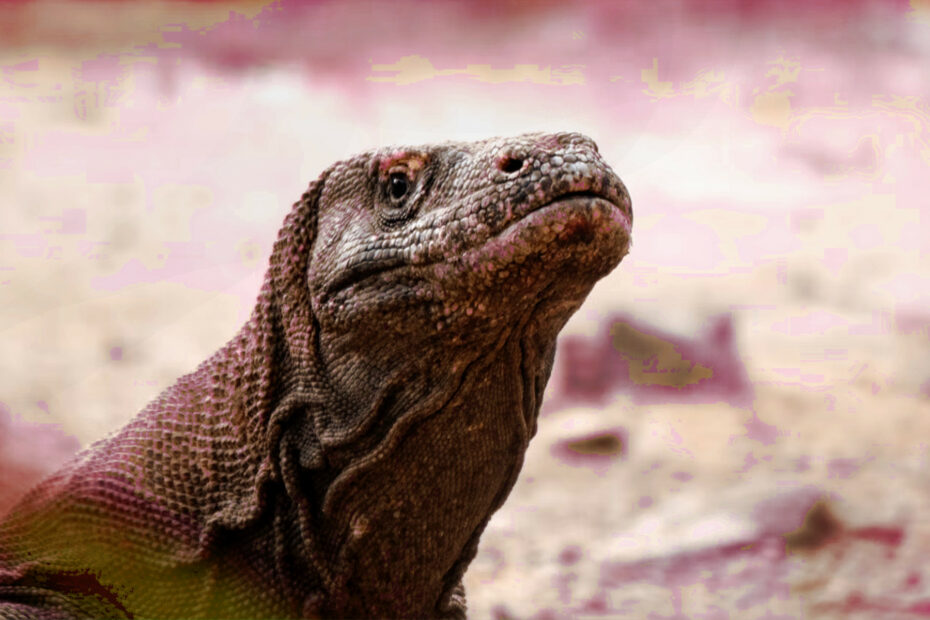 Komodo Dragons are Deadly Venomous Lizards