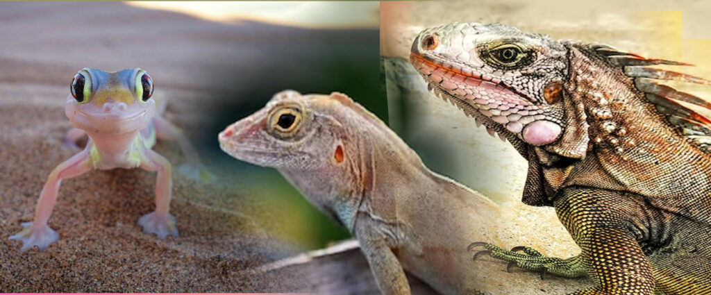 Pet lizards of different sizes - gecko, skink and iguana