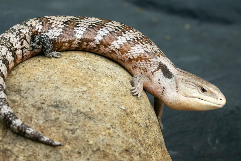blue-tongued skink laying on brown rock