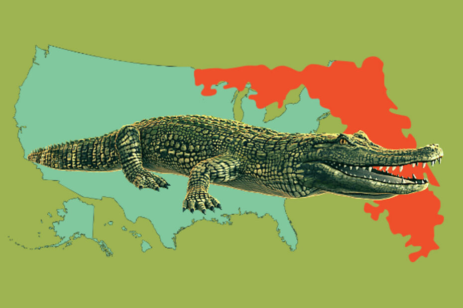 Alligatorer i Florida