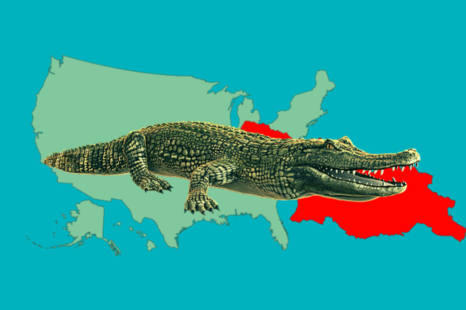 Aligatory w Gruzji