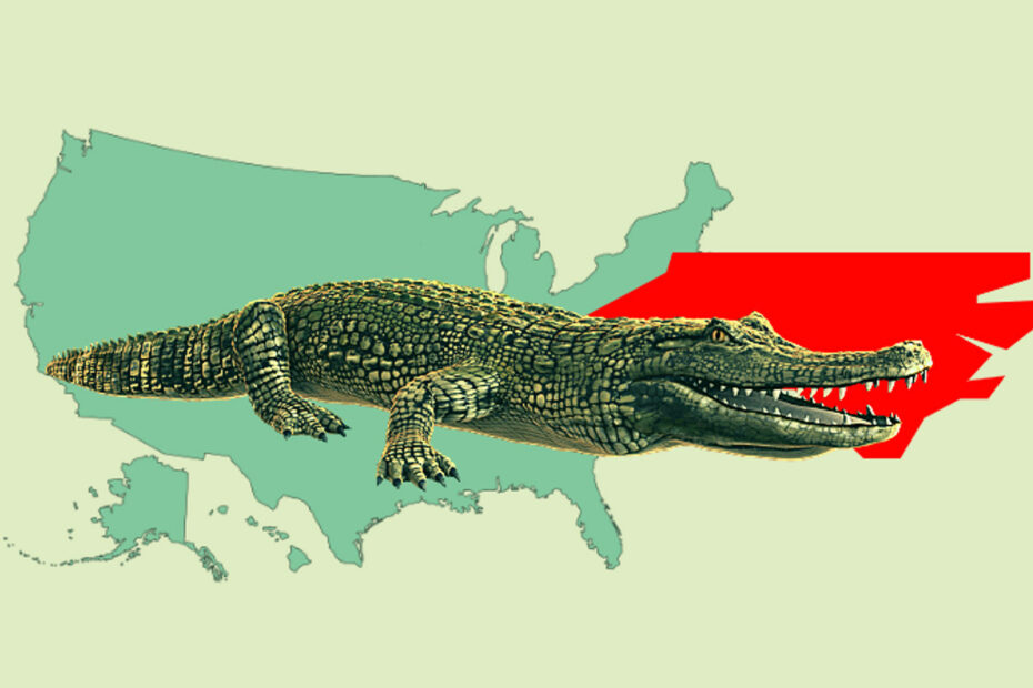 Alligators in Noord-Carolina