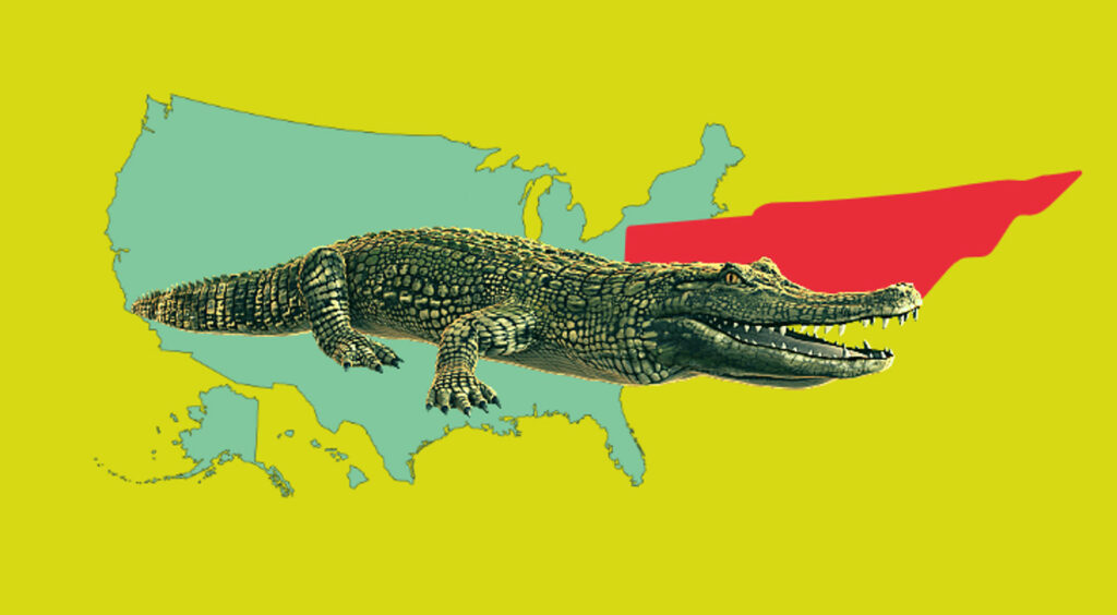 Alligators in Tennessee