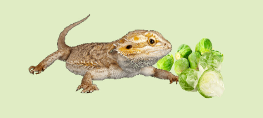 Bearded Dragon eating Brussel Sprouts