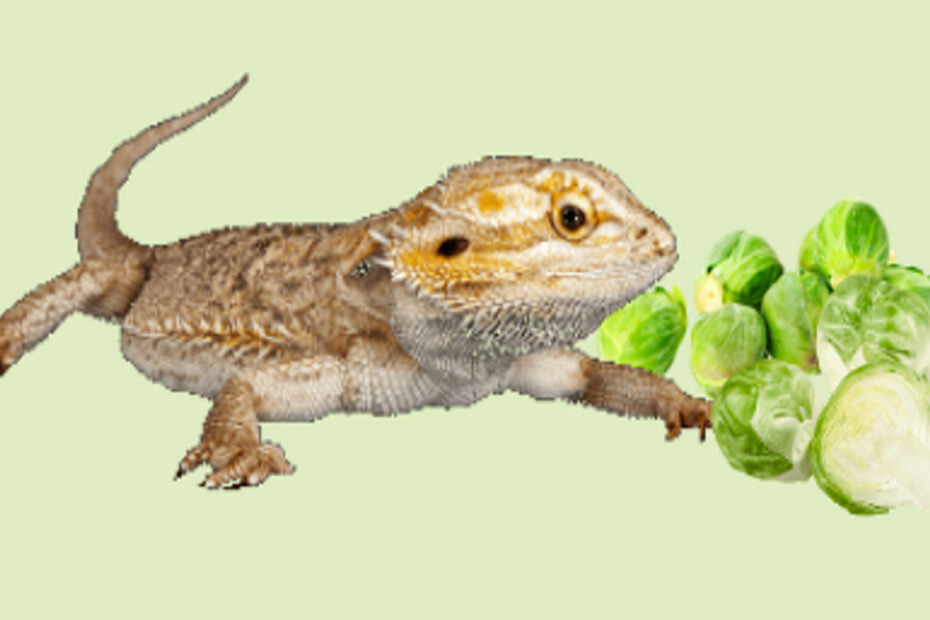 Bearded Dragon and Brussel Sprouts