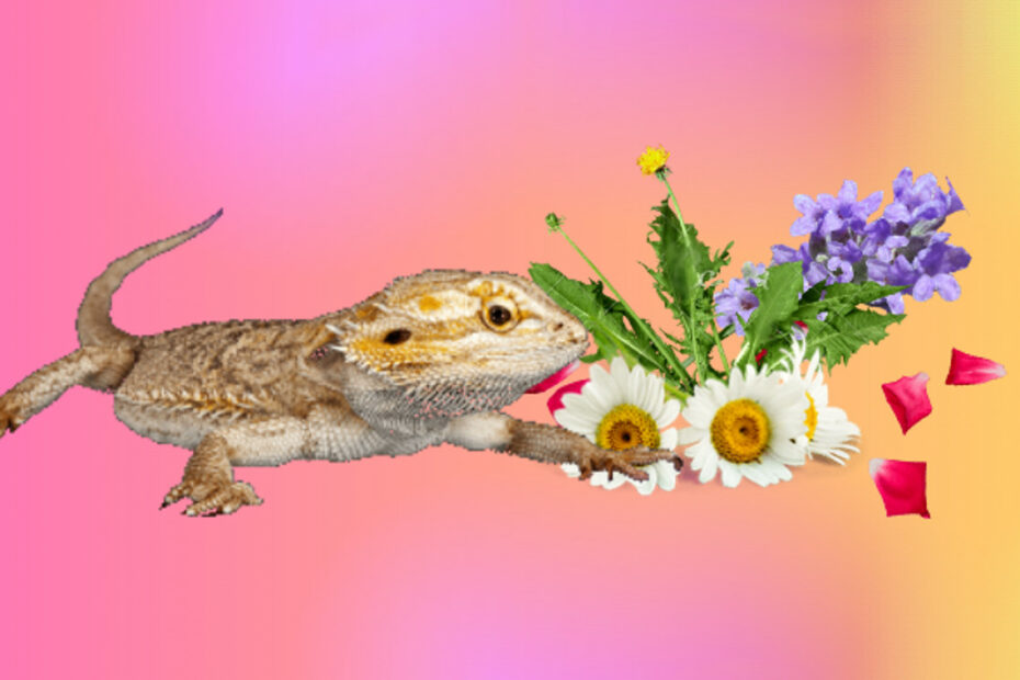 Gušter bradati zmaj s cvijećem