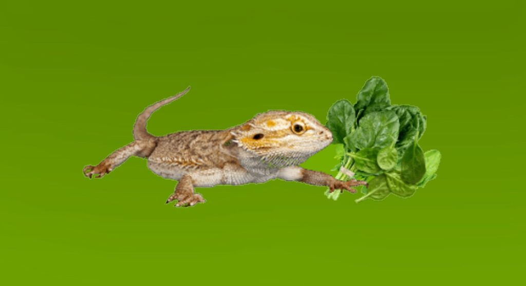 Bearded dragon eating spinach