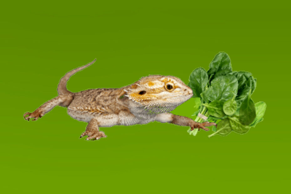 Bearded Dragon and Spinach