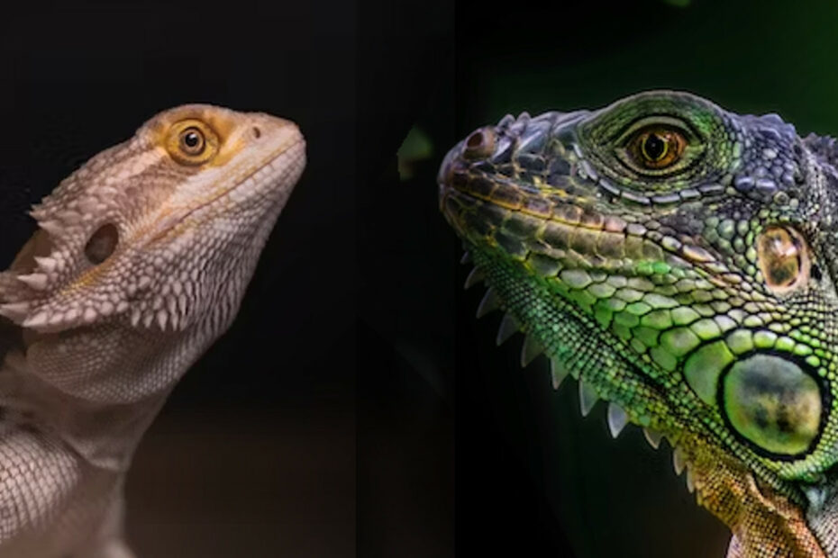 Брадат дракон (наляво) и зелена игуана (точно)