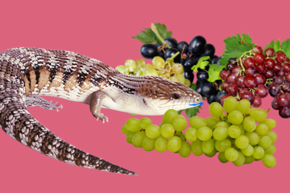 Blue-tongued skink with grapes