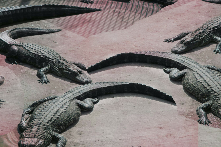 Szał godowy krokodyli słonowodnych