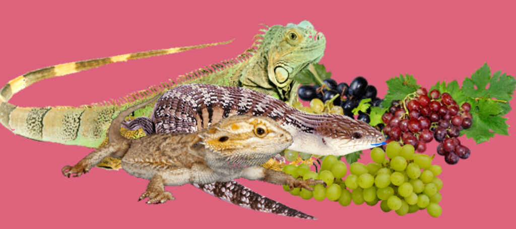Lizards and Grapes